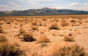 Holistic Management: A Solution to Desertification